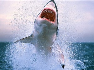 Những sự thật gây sốc ít được hé lộ về cá mập
