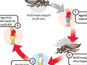 6 quan niệm sai lầm “chết người” về bệnh sốt xuất huyết 