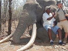 Thợ săn chi hàng chục nghìn đô bắn chết voi khổng lồ châu Phi