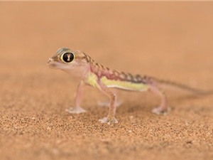 Những kiểu thích nghi ấn tượng của động vật sa mạc
