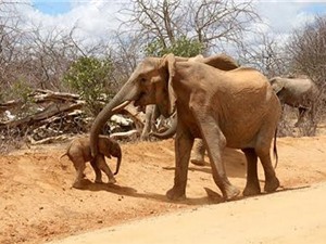 Voi mẹ đưa con sơ sinh tới chào ân nhân cứu mạng