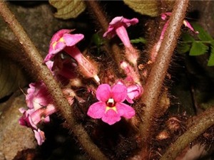 Phát hiện loài hoa mới Lưu hoa Ký ở Khánh Hòa