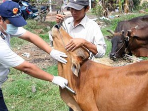 Đẩy mạnh nghiên cứu vắc xin, kiểm soát bệnh lở mồm long móng