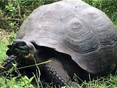 Phát hiện giống rùa đất khổng lồ mới tại Galapagos