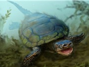 Phát hiện hóa thạch rùa mũi lợn có niên đại 76 triệu năm