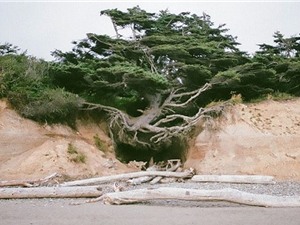 Cây đại thụ rễ lơ lửng trên không vẫn xanh tốt