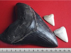 Phát hiện hóa thạch cá mập khổng lồ