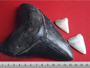 Phát hiện hóa thạch cá mập khổng lồ