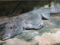 Cá sấu có thể ngủ với một mắt mở