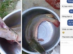 Phát hiện sinh vật mình cá chép, đầu cá sấu ở Thái Bình