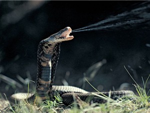 10 loài động vật có nọc độc đáng sợ nhất thế giới