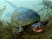 Phát hiện rùa cổ đại kỳ lạ nhất Trái đất