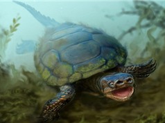 Phát hiện rùa cổ đại kỳ lạ nhất Trái đất