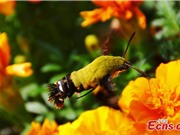 Phát hiện loài bướm "lai" chim ruồi cực hiếm ở Trung Quốc