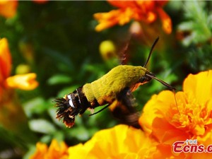 Phát hiện loài bướm "lai" chim ruồi cực hiếm ở Trung Quốc