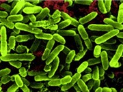 Việt Nam: Nhiều siêu vi khuẩn kháng mọi loại kháng sinh xuất hiện