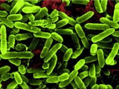 Việt Nam: Nhiều siêu vi khuẩn kháng mọi loại kháng sinh xuất hiện