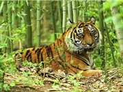Top 10 loài động vật có nguy cơ tuyệt chủng cao nhất