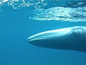 Omura - loài cá voi bí ẩn nhất thế giới