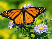 Cận cảnh những loài bướm tuyệt đẹp trên thế giới