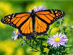 Cận cảnh những loài bướm tuyệt đẹp trên thế giới