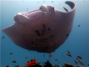 Lần đầu tiên phát hiện cá đuối màu hồng ở Úc