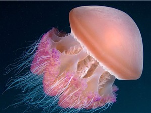 Những khám phá cực thú vị về loài sứa