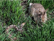 Kịch tính cảnh thỏ mẹ đánh bại rắn bảo vệ con