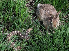 Kịch tính cảnh thỏ mẹ đánh bại rắn bảo vệ con