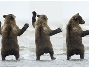 Gấu con nổi hứng nhảy múa như vũ công