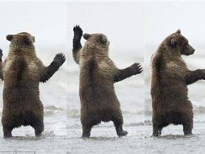 Gấu con nổi hứng nhảy múa như vũ công