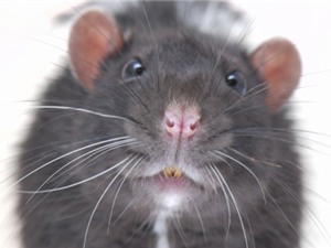 Phát hiện loài chuột cổ đại khổng lồ, gấp 10 chuột hiện đại