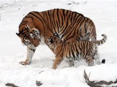 Những sự thật ít biết về hổ Siberia - Chúa tể của rừng Taiga