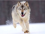 Những khám phá gây sửng sốt về loài chó sói