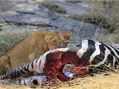 Khoảnh khắc đẫm máu khi sư tử cái chén thịt ngựa vằn