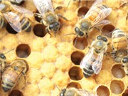 Con người khai thác ong từ 8.500 năm trước