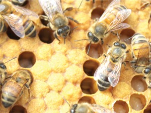 Con người khai thác ong từ 8.500 năm trước