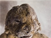 Phát hiện xác ướp 2 sư tử hang hơn 12.000 năm tuổi