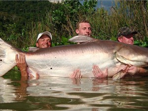 Cá da trơn khổng lồ bất ngờ xuất hiện trên sông Mekong