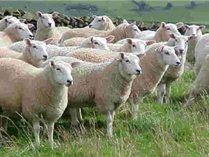Loài cừu và những sự thật thú vị ít biết