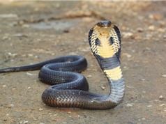 Các loại rắn độc ở Việt Nam