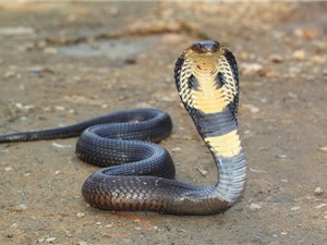 Các loại rắn độc ở Việt Nam