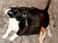 Mèo khổng lồ 20kg ở Việt Nam được lên báo nước ngoài