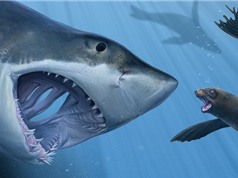 Nghiên cứu mới về loài cá mập săn mồi