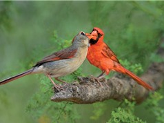 Thử thách tình yêu với loài chim: Thà chết đói chứ không xa bạn tình