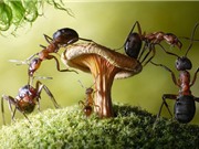Loài kiến và những thông tin thú vị