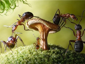 Loài kiến và những thông tin thú vị