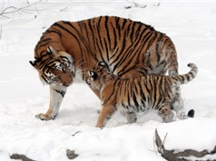 Hổ Siberia - Chúa tể rừng Taiga