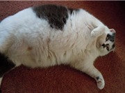 Những chú mèo siêu béo trên khắp thế giới