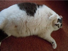 Những chú mèo siêu béo trên khắp thế giới